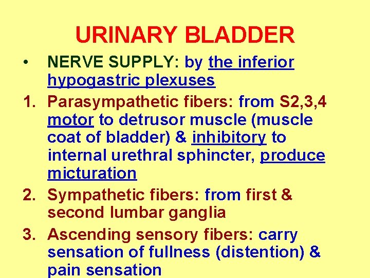 URINARY BLADDER • NERVE SUPPLY: by the inferior hypogastric plexuses 1. Parasympathetic fibers: from