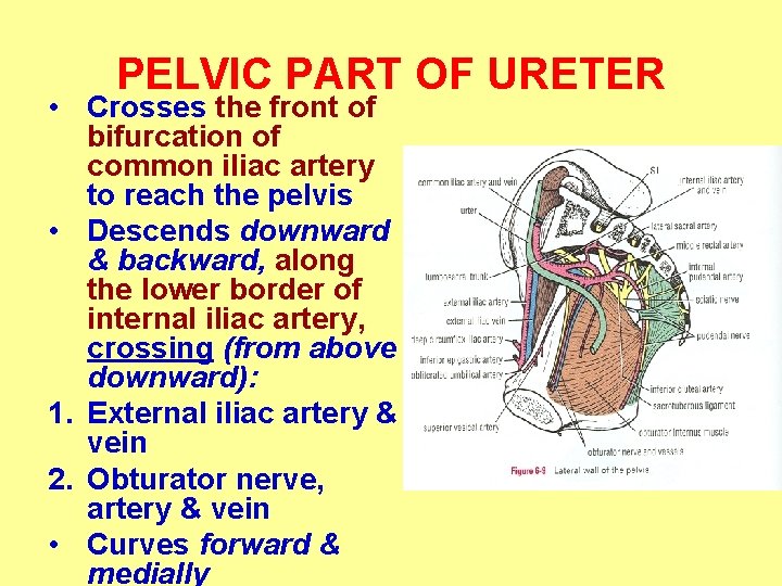 PELVIC PART OF URETER • Crosses the front of bifurcation of common iliac artery