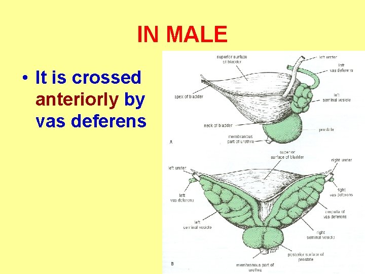 IN MALE • It is crossed anteriorly by vas deferens 