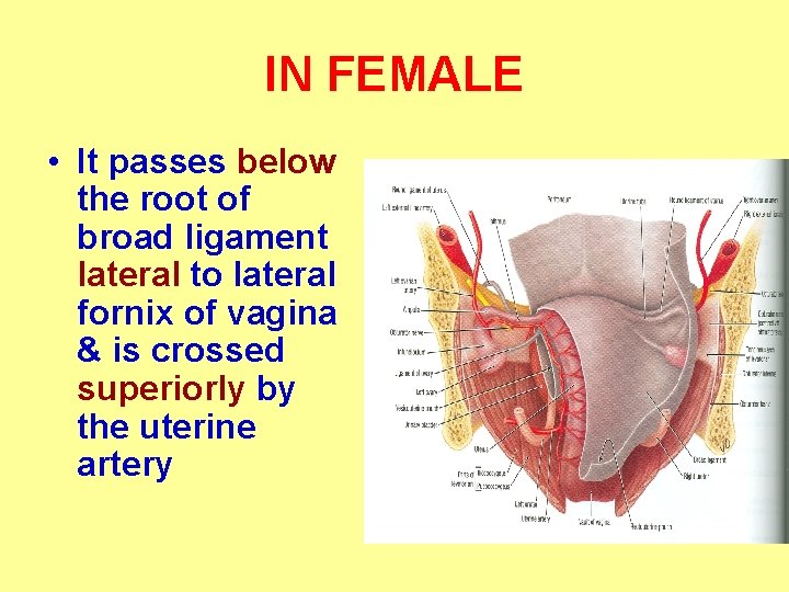 IN FEMALE • It passes below the root of broad ligament lateral to lateral