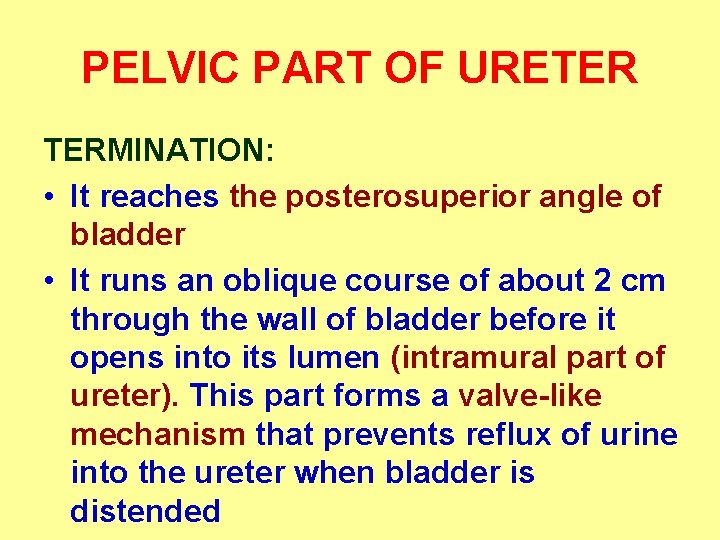 PELVIC PART OF URETER TERMINATION: • It reaches the posterosuperior angle of bladder •