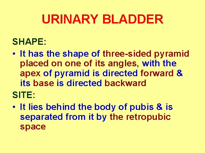 URINARY BLADDER SHAPE: • It has the shape of three-sided pyramid placed on one