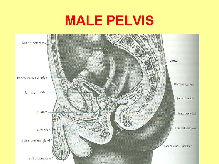 MALE PELVIS 