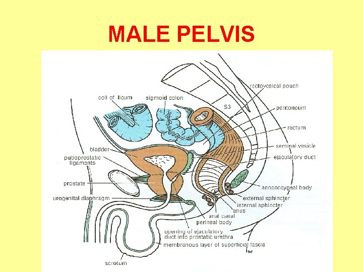 MALE PELVIS 