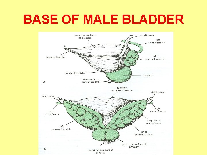 BASE OF MALE BLADDER 