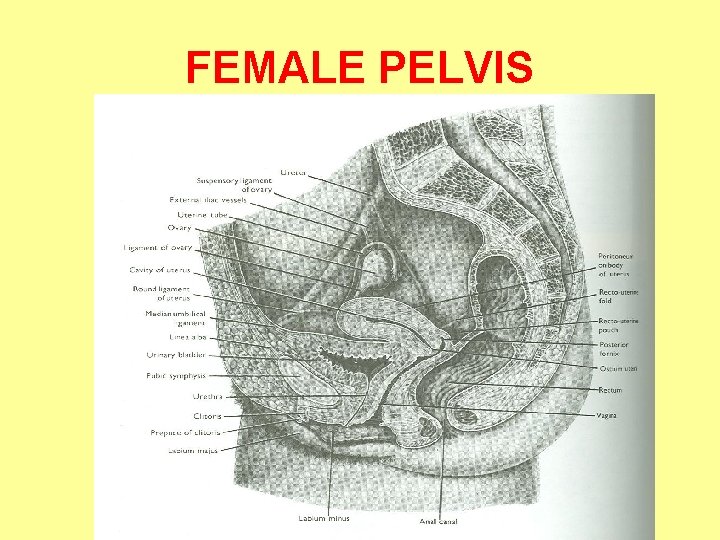 FEMALE PELVIS 