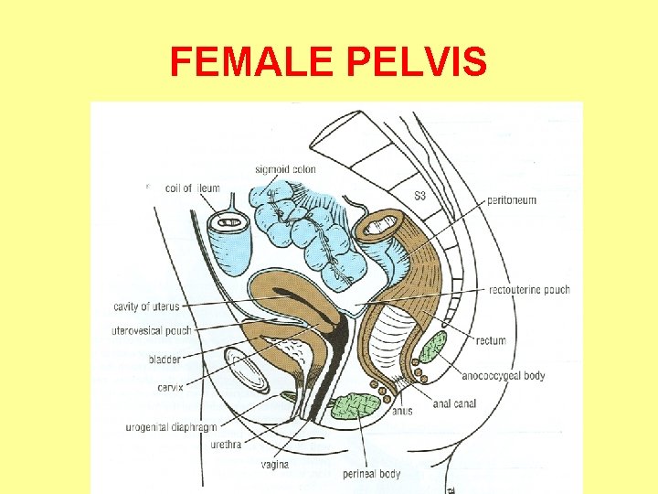 FEMALE PELVIS 