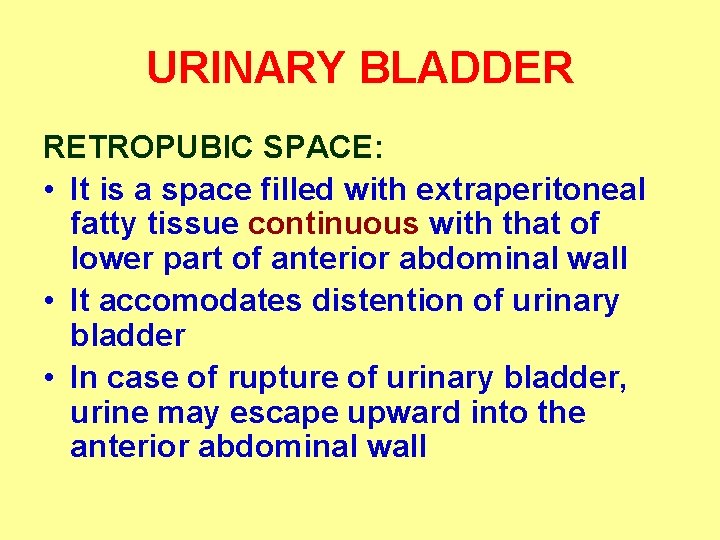 URINARY BLADDER RETROPUBIC SPACE: • It is a space filled with extraperitoneal fatty tissue