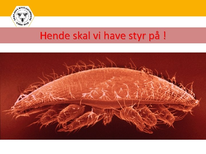 Hende skal vi have styr på ! Kommentar 