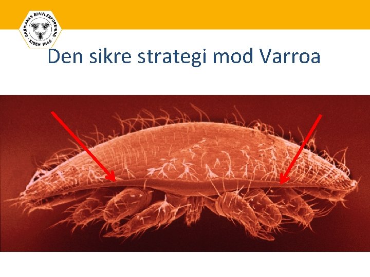 Den sikre strategi mod Varroa 