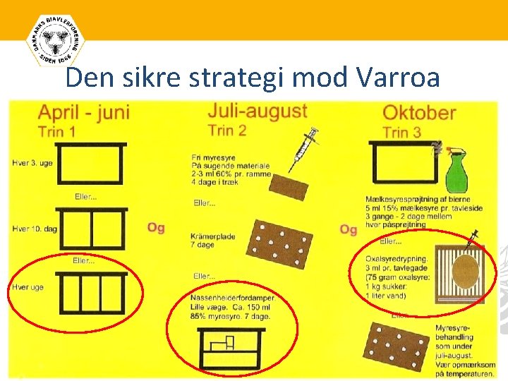 Den sikre strategi mod Varroa 