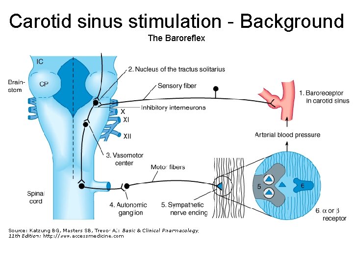 Carotid sinus stimulation - Background The Baroreflex 