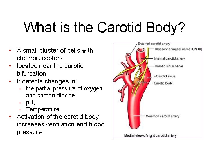 What is the Carotid Body? • A small cluster of cells with chemoreceptors •