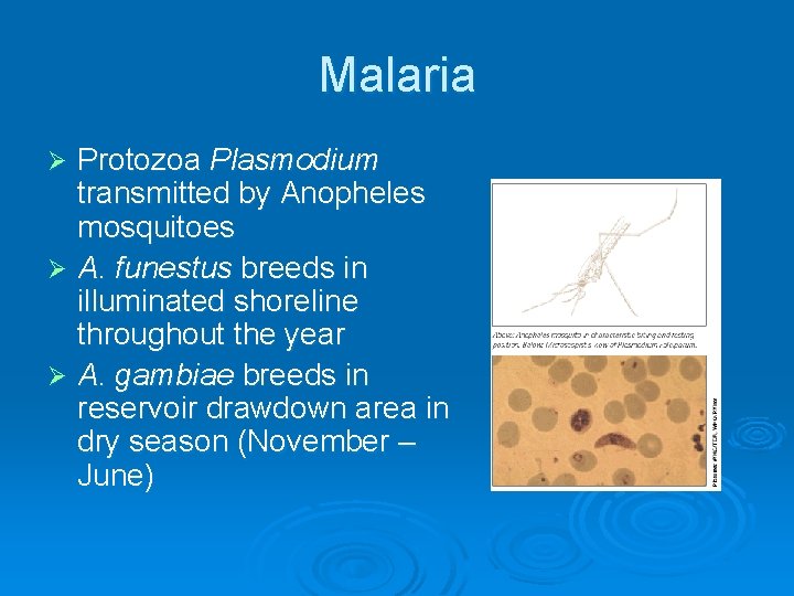 Malaria Protozoa Plasmodium transmitted by Anopheles mosquitoes Ø A. funestus breeds in illuminated shoreline