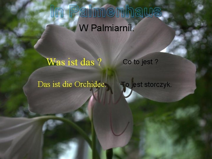 In Palmenhaus W Palmiarnii. Was ist das ? Das ist die Orchidee. Co to
