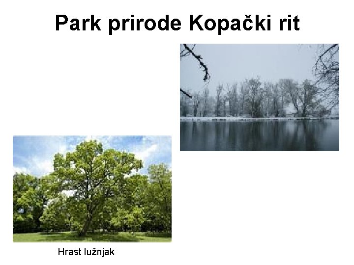 Park prirode Kopački rit Hrast lužnjak Park prirode Kopački rit Hrast lužnjak