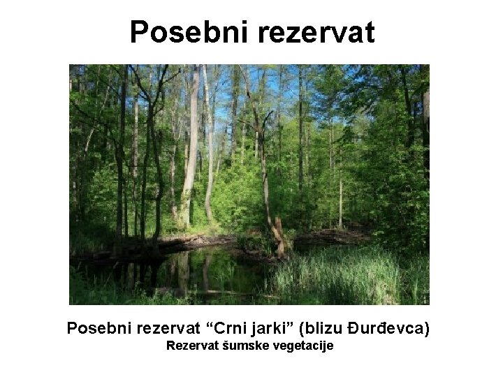 Posebni rezervat “Crni jarki” (blizu Đurđevca) Rezervat šumske vegetacije Posebni rezervat “Crni jarki” (blizu Đurđevca) Rezervat šumske vegetacije