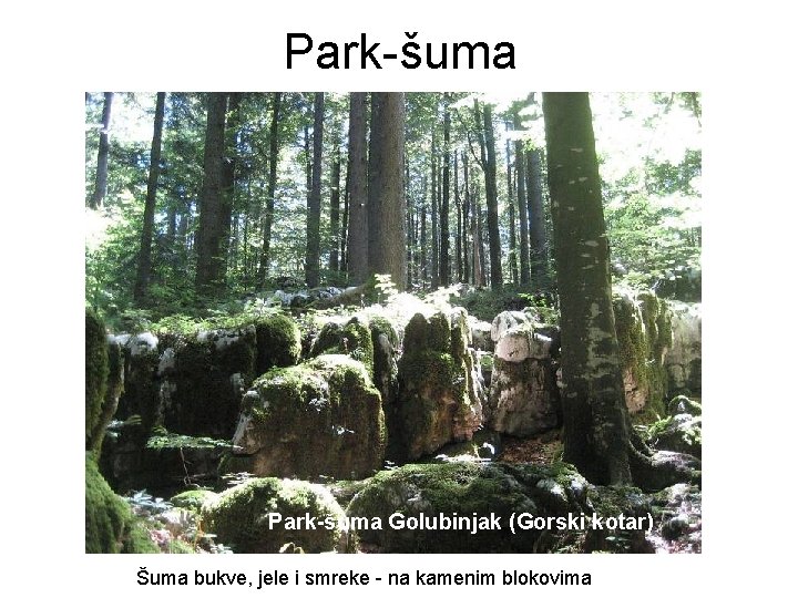 Park-šuma Golubinjak (Gorski kotar) Šuma bukve, jele i smreke - na kamenim blokovima Park-šuma Golubinjak (Gorski kotar) Šuma bukve, jele i smreke - na kamenim blokovima
