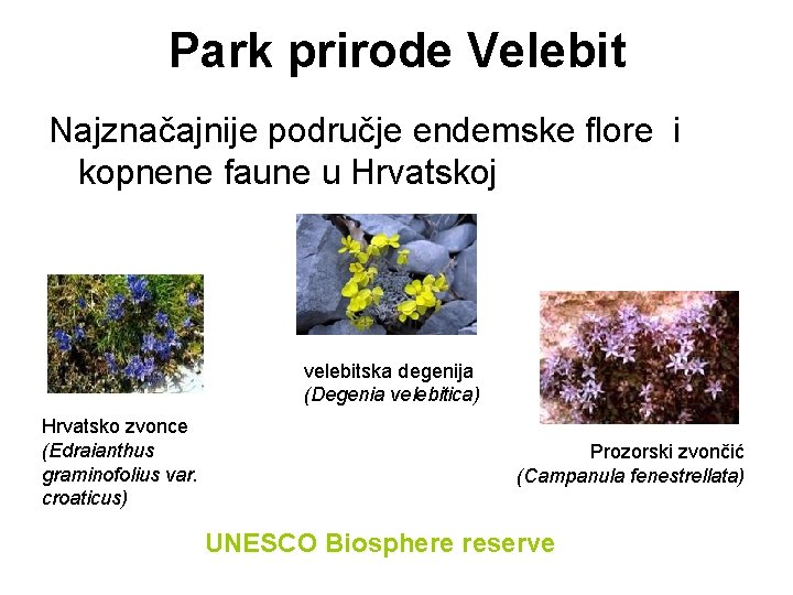 Park prirode Velebit Najznačajnije područje endemske flore i kopnene faune u Hrvatskoj velebitska degenija Park prirode Velebit Najznačajnije područje endemske flore i kopnene faune u Hrvatskoj velebitska degenija