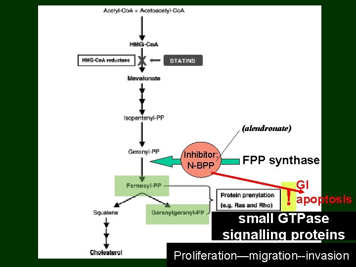 (alendronate) Inhibitor: N-BPP FPP synthase ! GI apoptosis small GTPase signalling proteins Proliferation—migration--invasion 