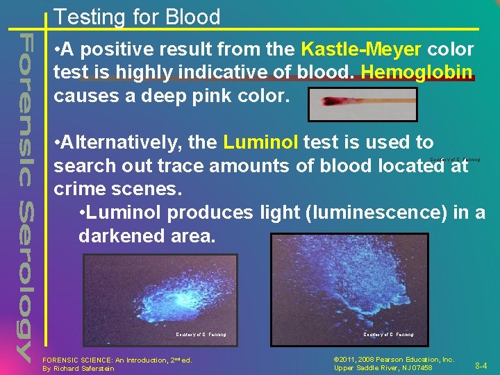 Testing for Blood • A positive result from the Kastle-Meyer color test is highly