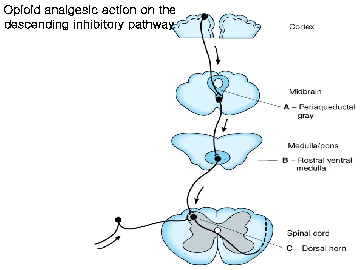 Opioid analgesic action on the descending inhibitory pathway 
