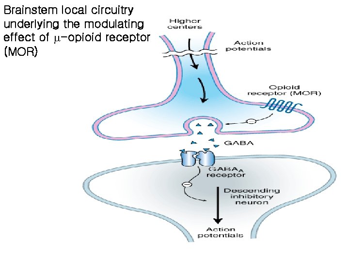 Brainstem local circuitry underlying the modulating effect of -opioid receptor (MOR) 