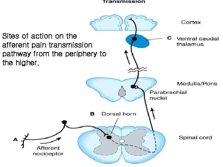 Sites of action on the afferent pain transmission pathway from the periphery to the