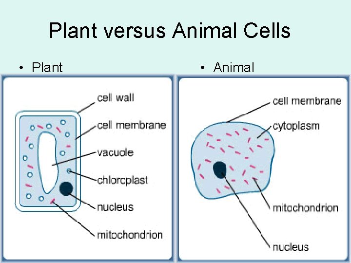 Plant versus Animal Cells • Plant • Animal 