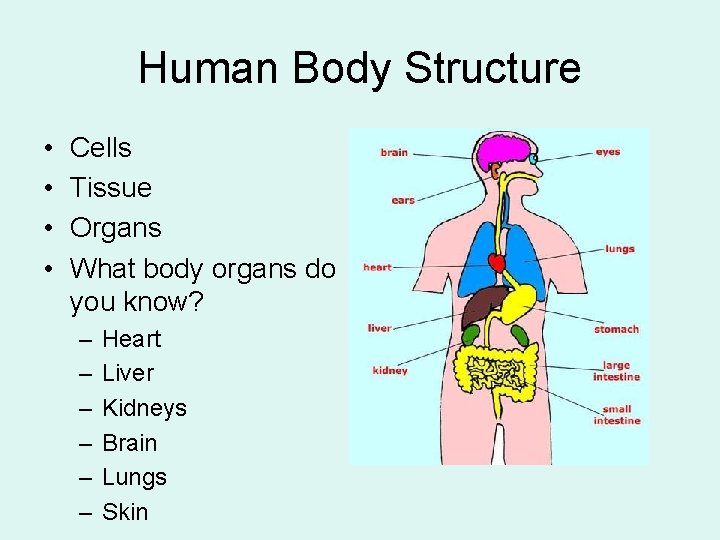 Human Body Structure • • Cells Tissue Organs What body organs do you know?