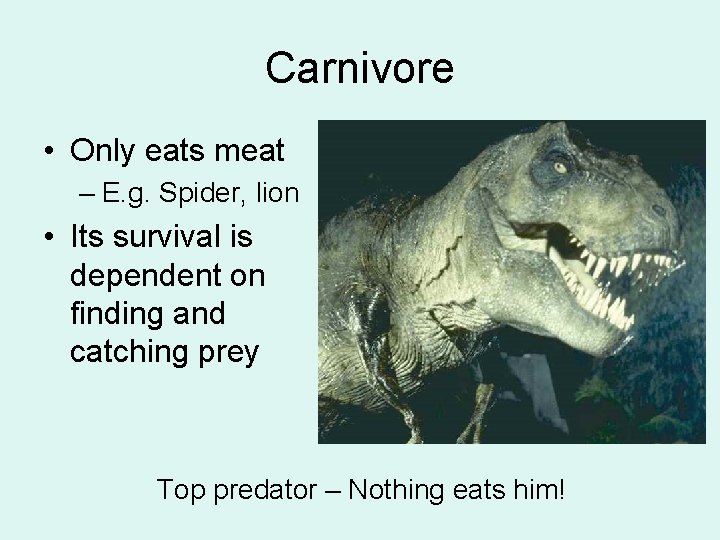 Carnivore • Only eats meat – E. g. Spider, lion • Its survival is