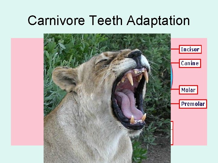 Carnivore Teeth Adaptation 