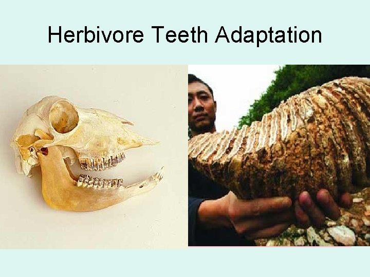 Herbivore Teeth Adaptation 