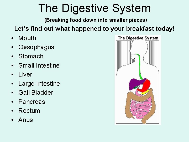 The Digestive System (Breaking food down into smaller pieces) Let’s find out what happened