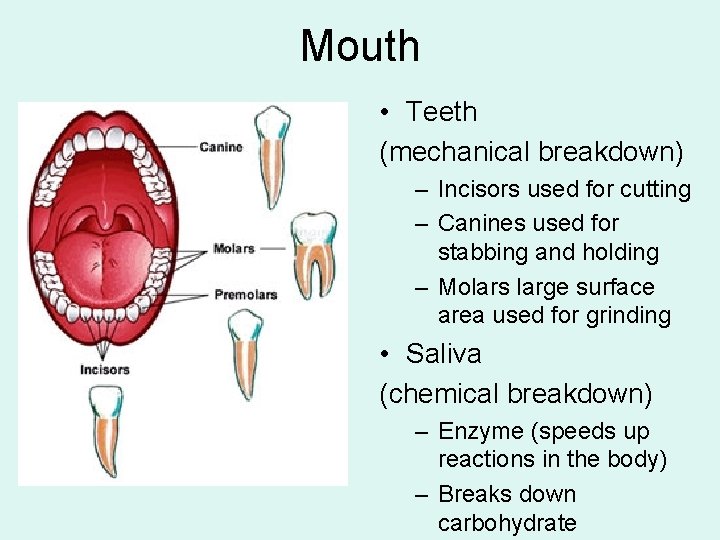 Mouth • Teeth (mechanical breakdown) – Incisors used for cutting – Canines used for