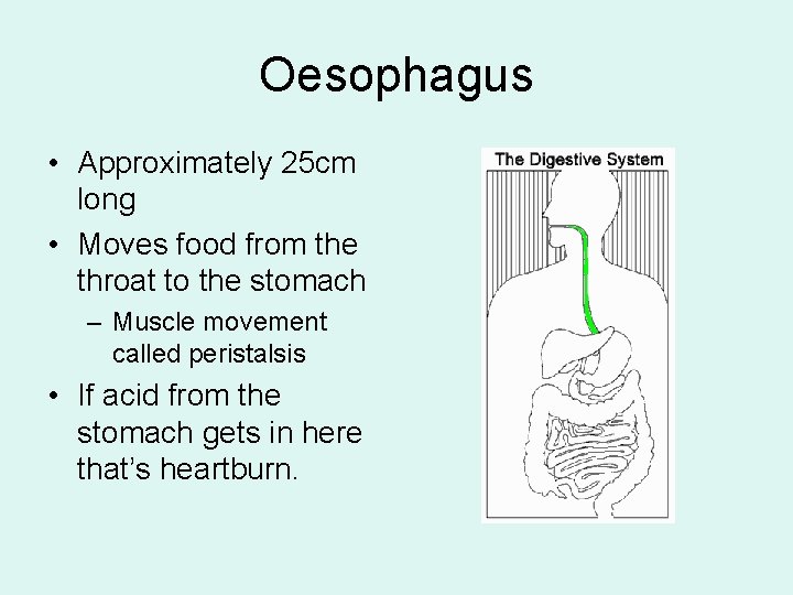 Oesophagus • Approximately 25 cm long • Moves food from the throat to the