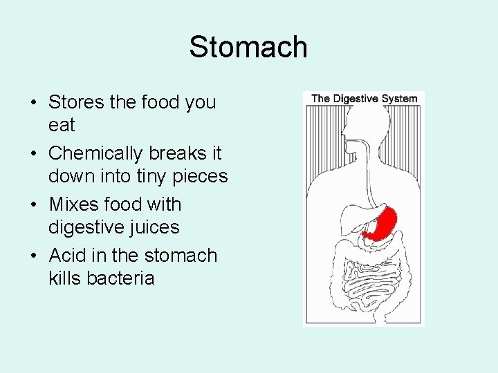 Stomach • Stores the food you eat • Chemically breaks it down into tiny