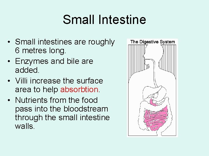 Small Intestine • Small intestines are roughly 6 metres long. • Enzymes and bile