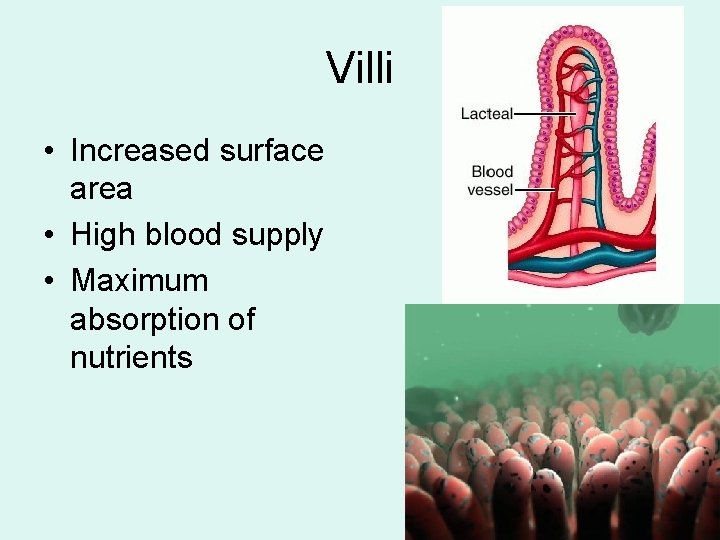 Villi • Increased surface area • High blood supply • Maximum absorption of nutrients