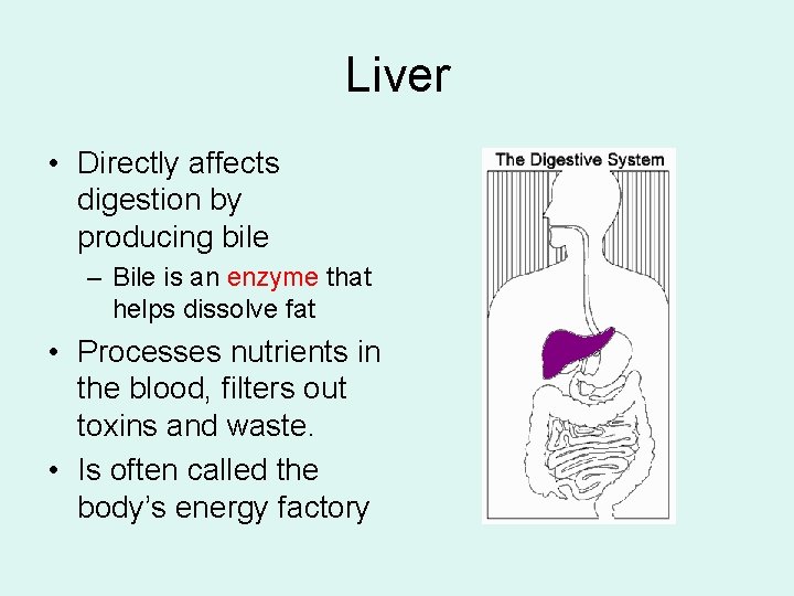 Liver • Directly affects digestion by producing bile – Bile is an enzyme that