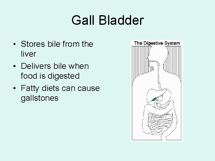 Gall Bladder • Stores bile from the liver • Delivers bile when food is