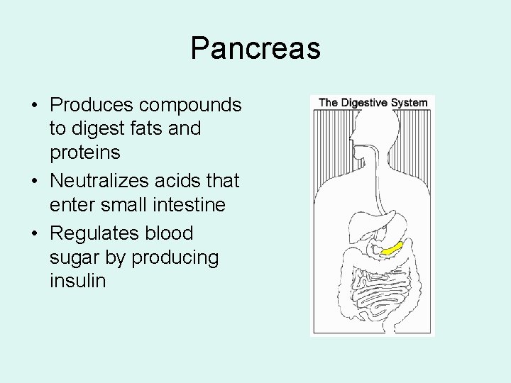 Pancreas • Produces compounds to digest fats and proteins • Neutralizes acids that enter