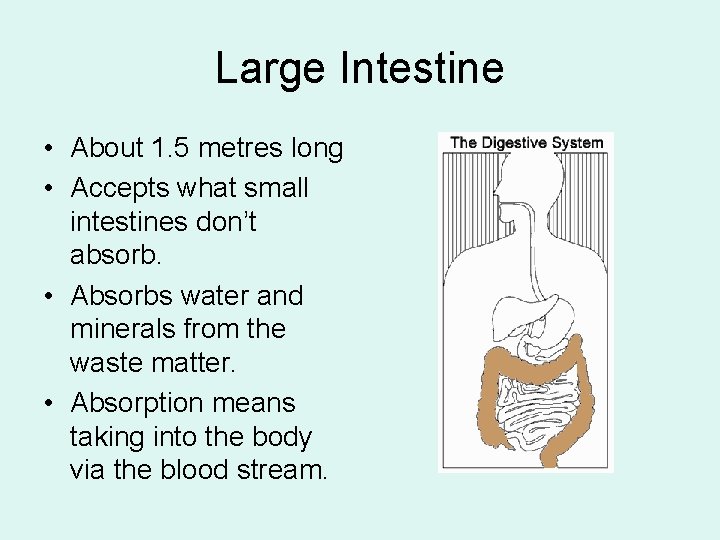 Large Intestine • About 1. 5 metres long • Accepts what small intestines don’t