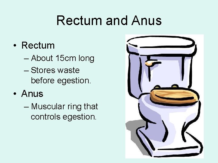 Rectum and Anus • Rectum – About 15 cm long – Stores waste before