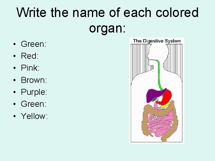 Write the name of each colored organ: • • Green: Red: Pink: Brown: Purple: