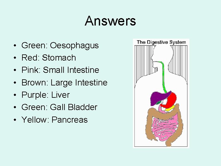 Answers • • Green: Oesophagus Red: Stomach Pink: Small Intestine Brown: Large Intestine Purple: