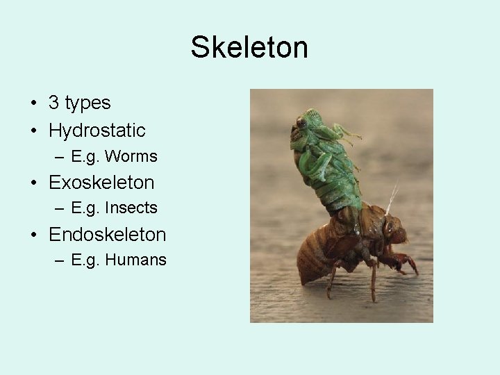 Skeleton • 3 types • Hydrostatic – E. g. Worms • Exoskeleton – E.