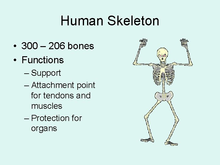 Human Skeleton • 300 – 206 bones • Functions – Support – Attachment point