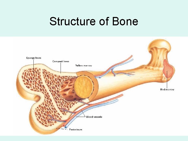 Structure of Bone 