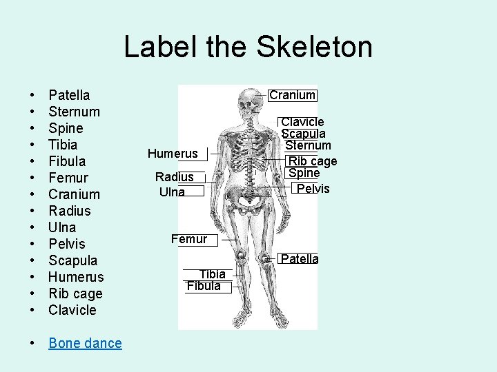 Label the Skeleton • • • • Patella Sternum Spine Tibia Fibula Femur Cranium